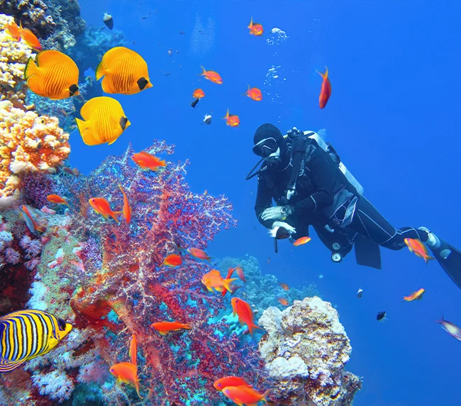 sous-marins de la mer Rouge